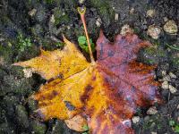 In rotbraun und gelb gefärbtes Ahornblatt